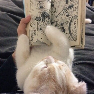 Логотип команды meow ;3