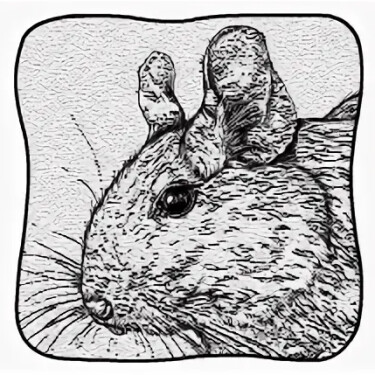 Логотип команды Degu Corp.