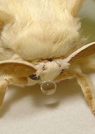 Логотип команды Butterfly moly