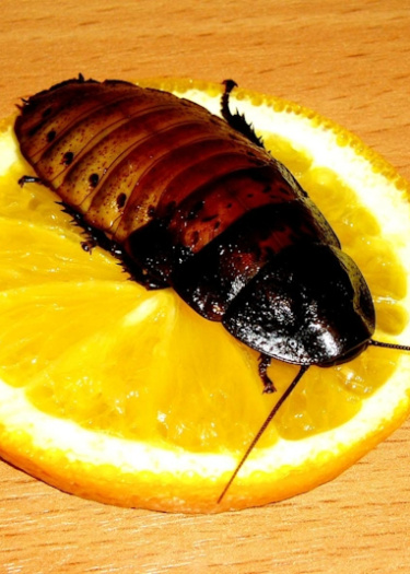 Логотип команды una cucaracha