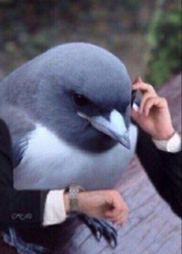 Логотип команды Usually Bird