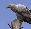Логотип команды стервятники