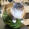 Логотип команды Кот на арбузе