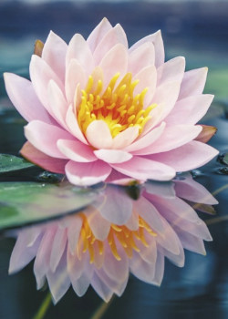 Логотип команды Цветущий лотос
